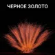 Веер из бурачков (7шт)